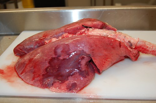Dissected sheep lungs with discolouration