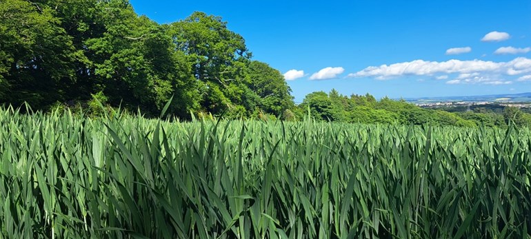 A field of crops