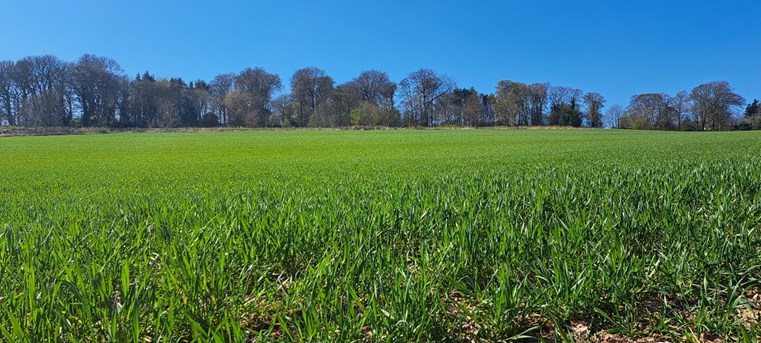 Field of crops