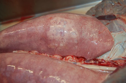 A dissected sheep lung