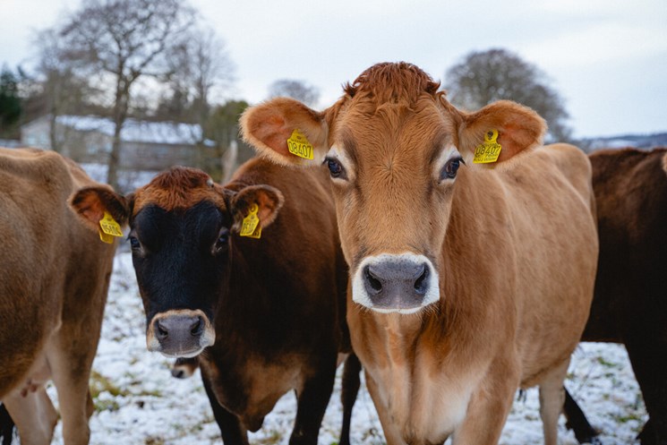 Cows standing in the snow