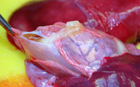 Dissected lamb brain