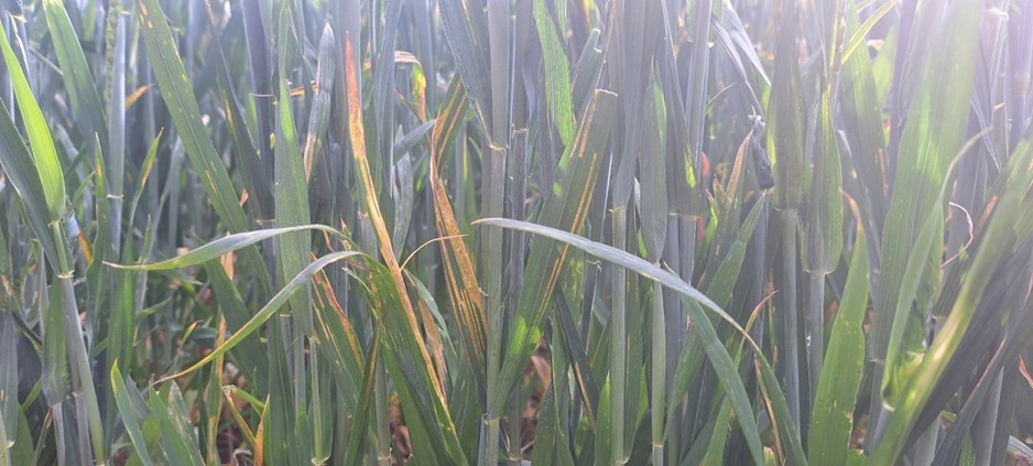 Close up on grass