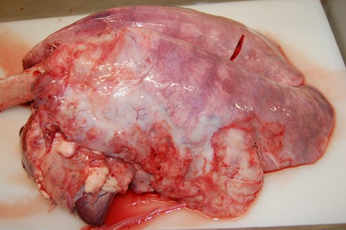 A dissected sheep lung with severe discolouration.