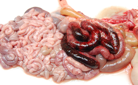 Dissection of lamb organs