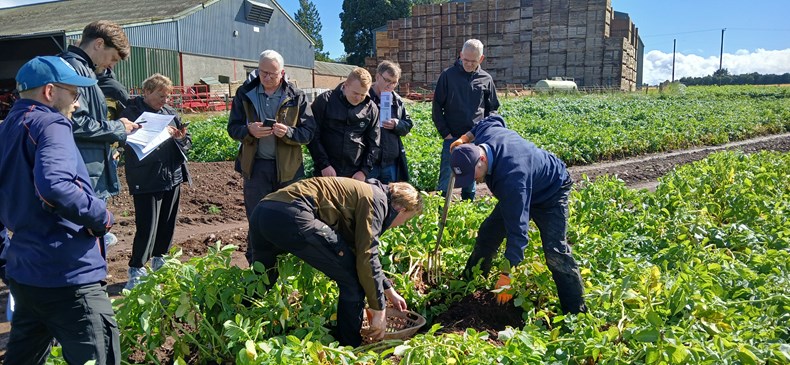 People on a potato farm, harvesting potatoes