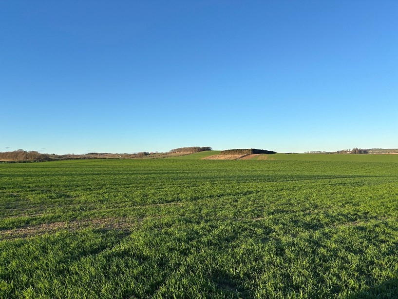 A field on a sunny day