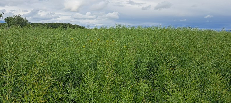 A field of crops