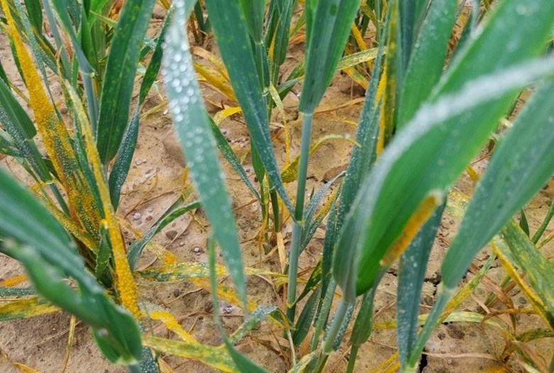 Yellow rust in wheat.