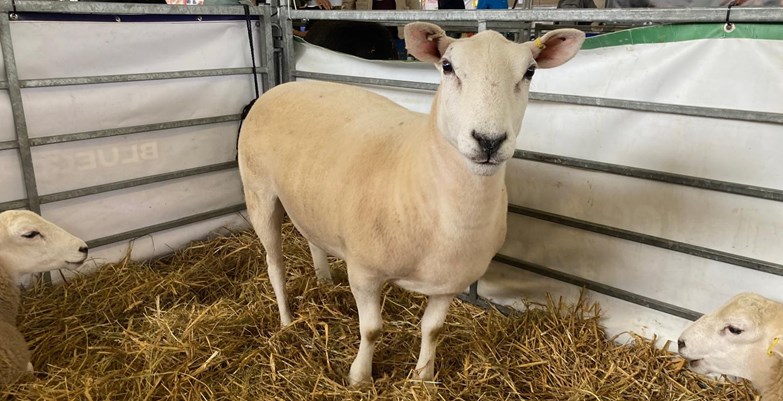 Sheep in a pen
