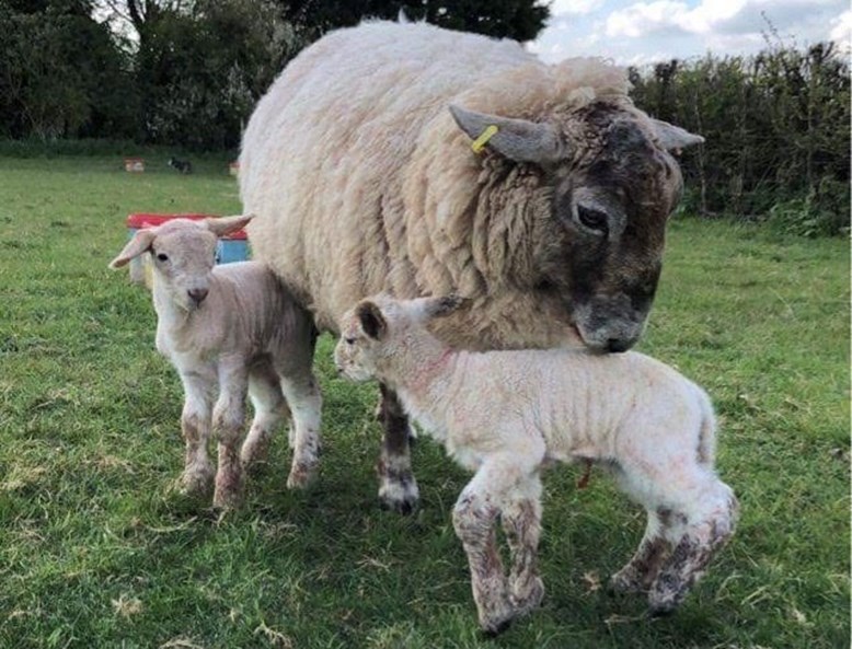A sheep with her two lambs