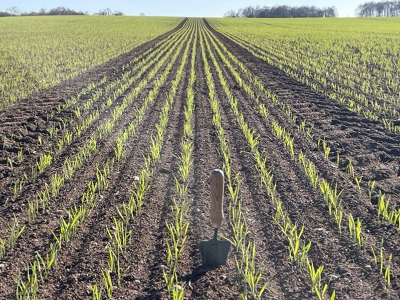 A field of crops