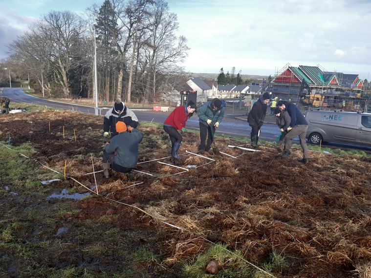 people planting trees in grass, beside a road.