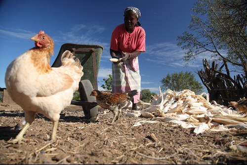 Farmer in Mozambique