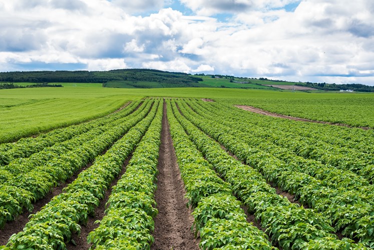 Rural landscape of a potato field