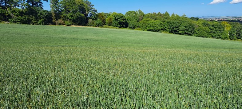 A field of crops