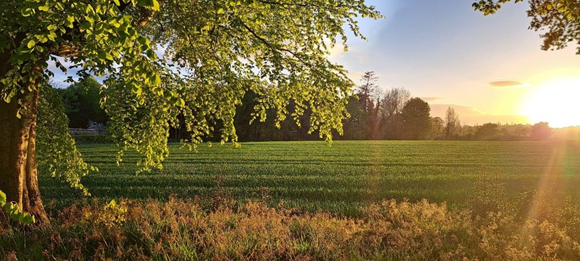 A field at sunset