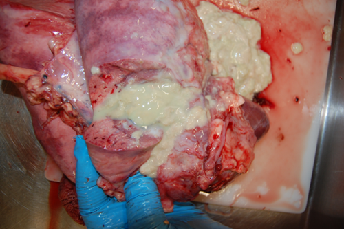 Dissected sheep lung with pus coming out.