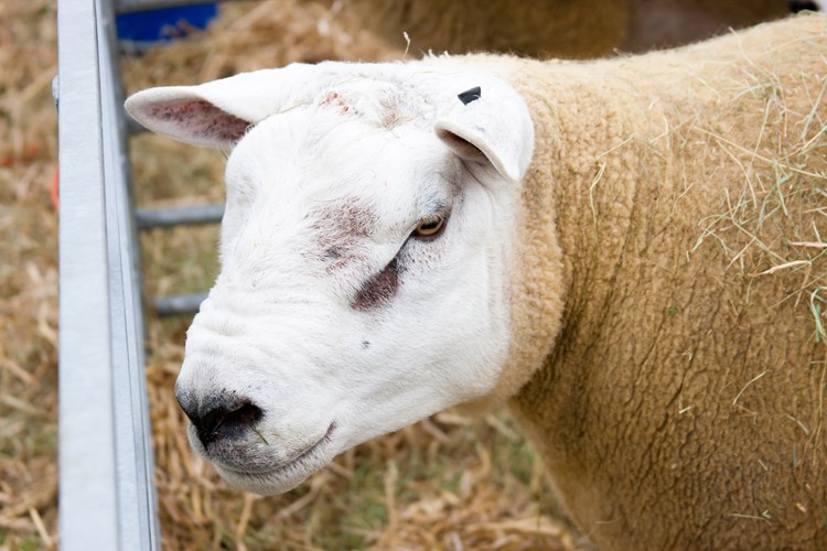 A sheep in a pen
