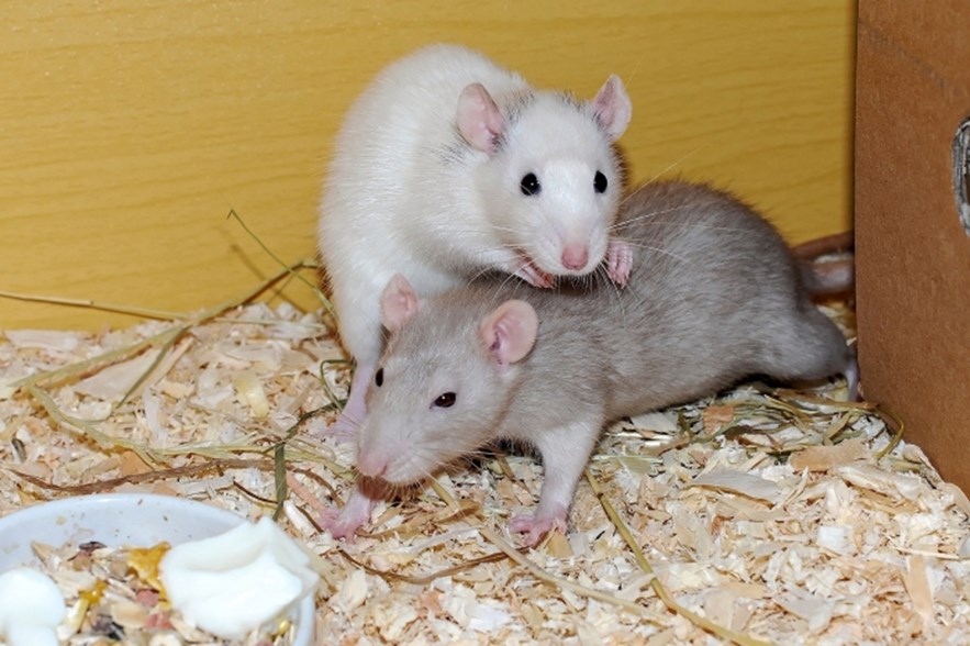 Two rats playing in an enclosure