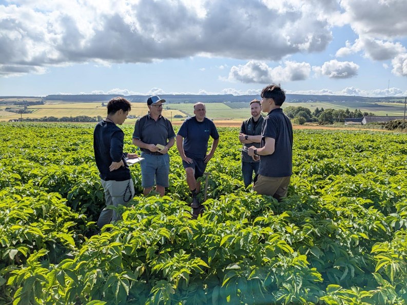 Five men standing in a potato field