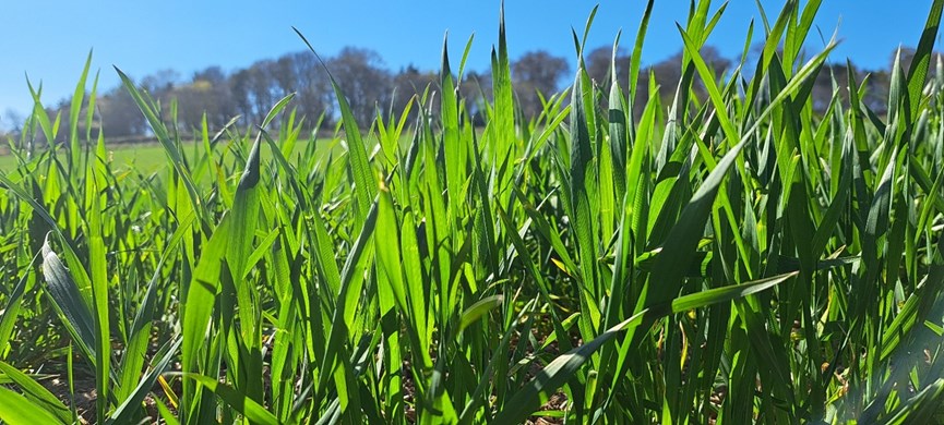 Grass up close