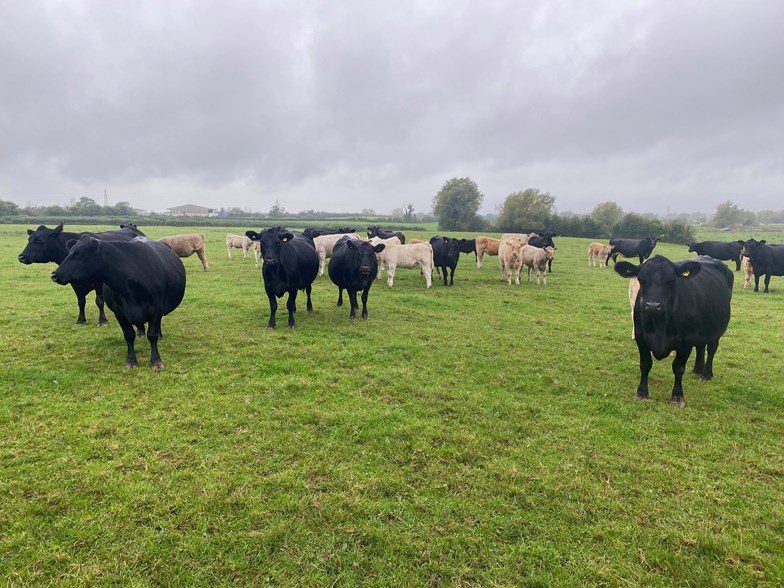 Cows in a paddock