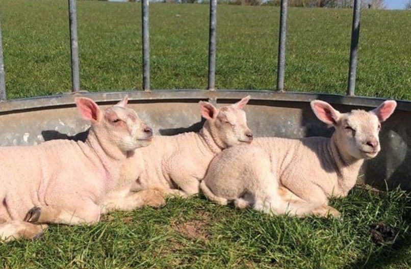 three sheep in a pen
