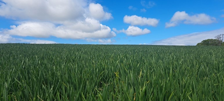 A field of crops