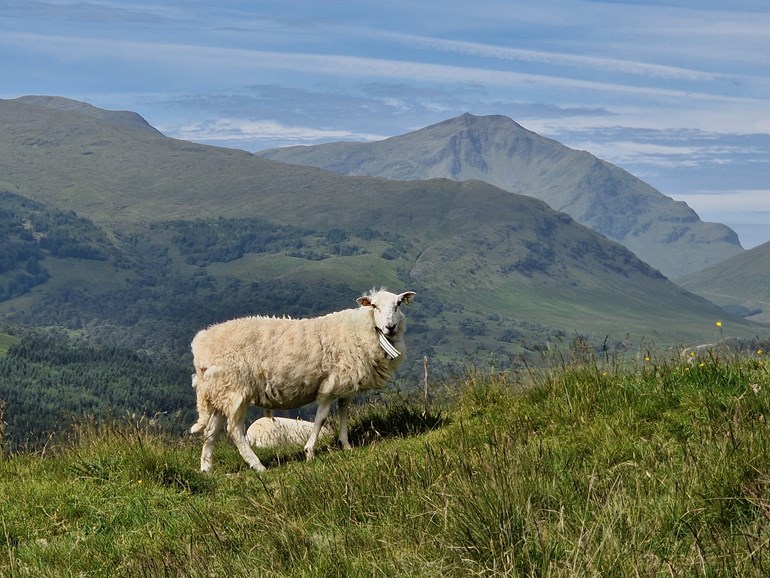 A sheep and lamb on a hill.