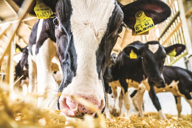 Close up of cows in a shed, eating cattle feed