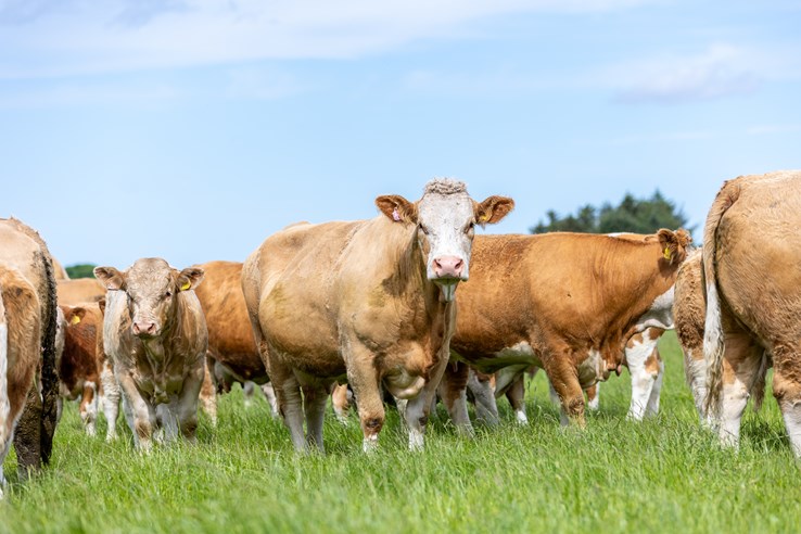 Cattle in a field