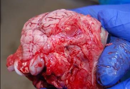 Dissected lamb brain