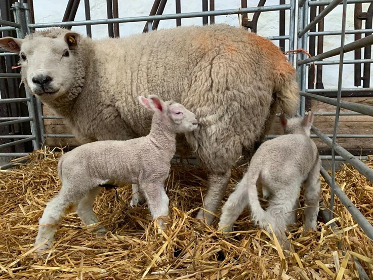 A ewe with twin lambs