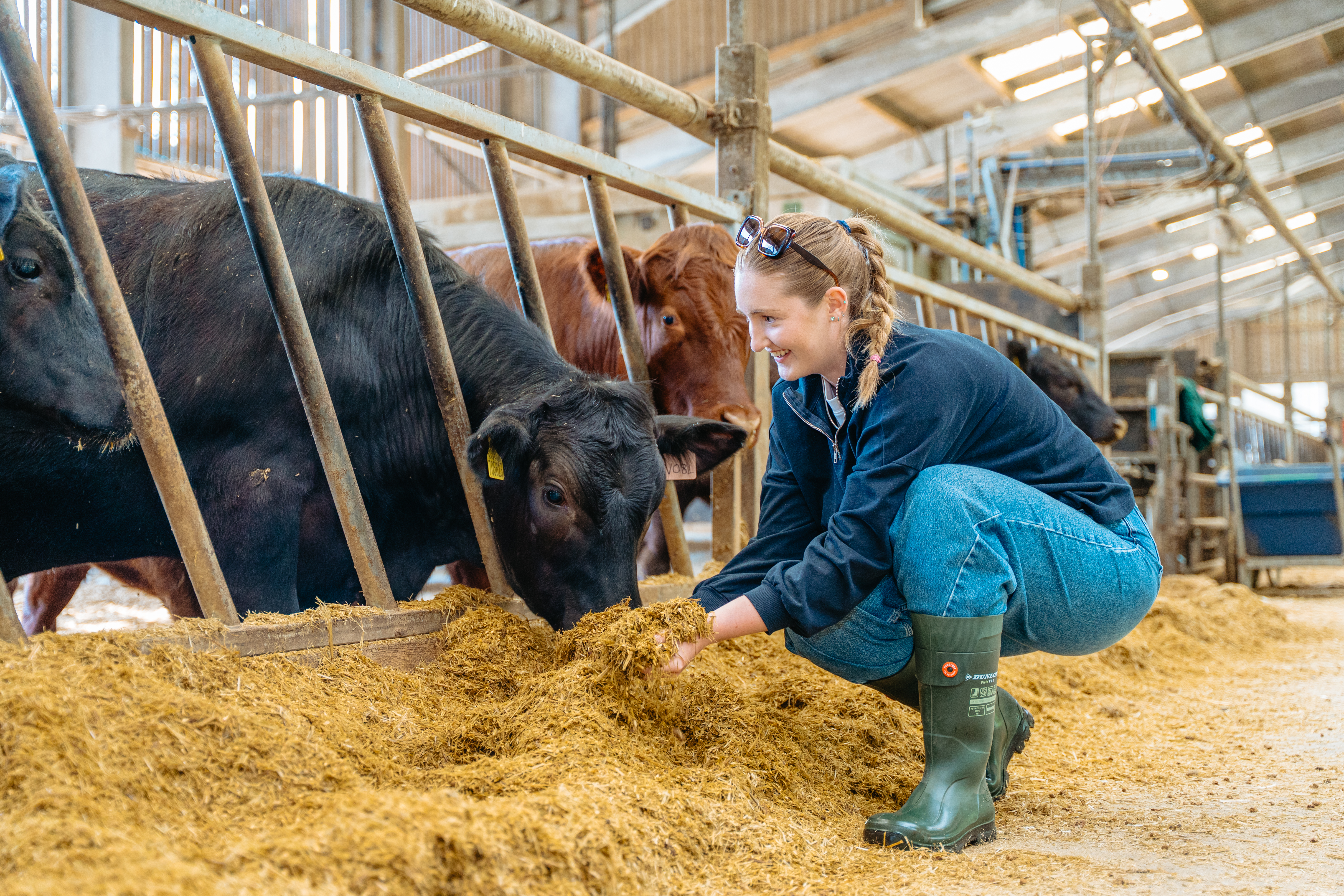 Young woman in a barn, feeding a cow hay