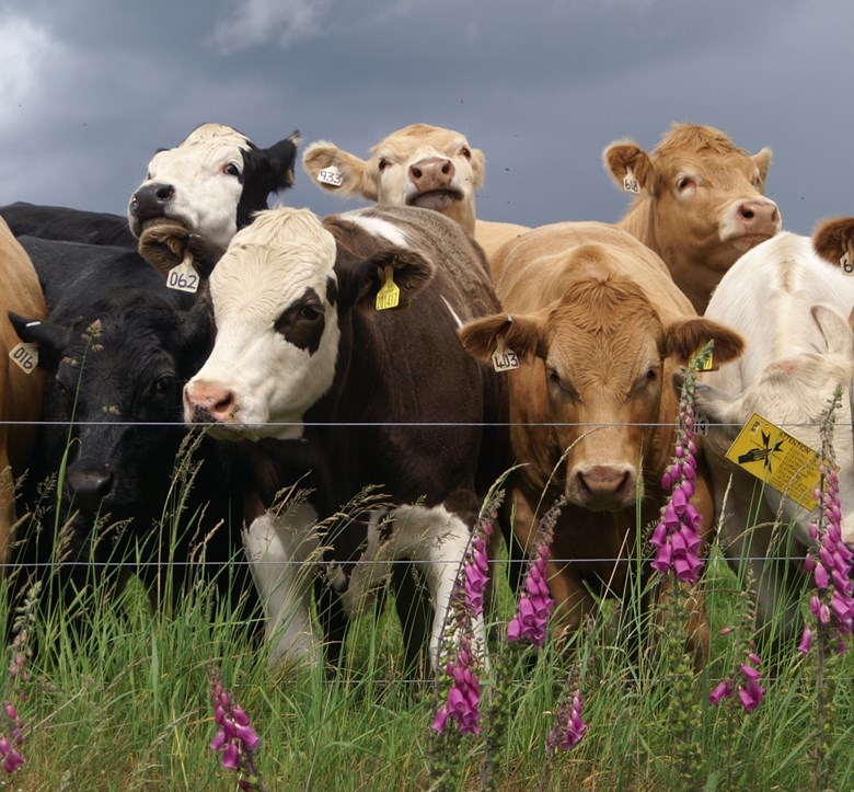 Cattle behind a fence.