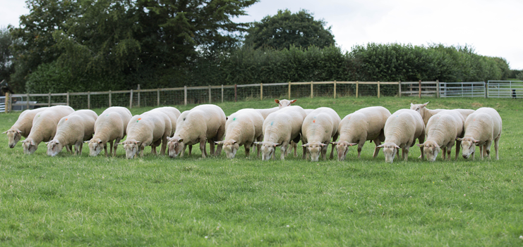 Langstone Mill Charollais' grazing