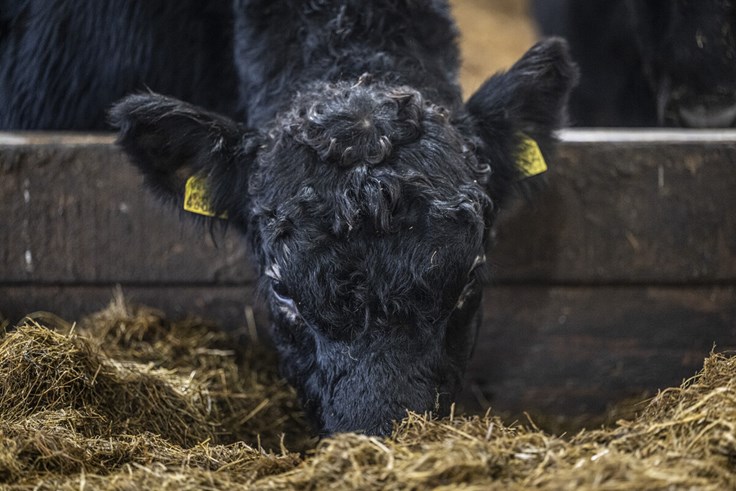 Cow eating silage